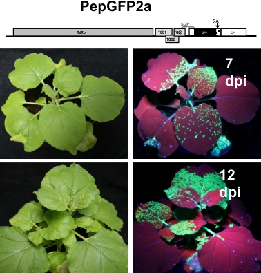 Pepino mosaic virus 