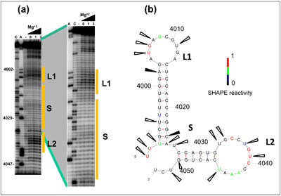 Secondary structure prediction of a new V-shaped 3´-CITE